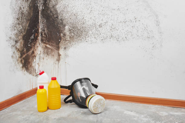 Reliable Vass, NC Mold Removal Solutions